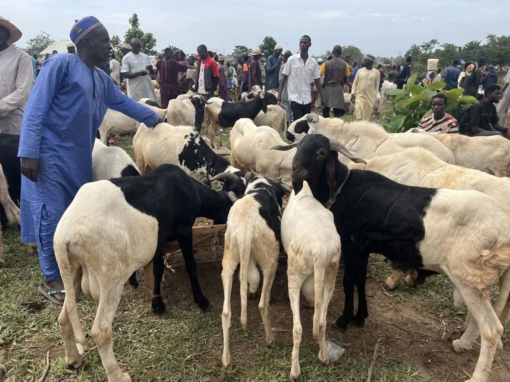 FG Unveils Livestock Program to Empower 1000 Youth in Each State Across Nigeria